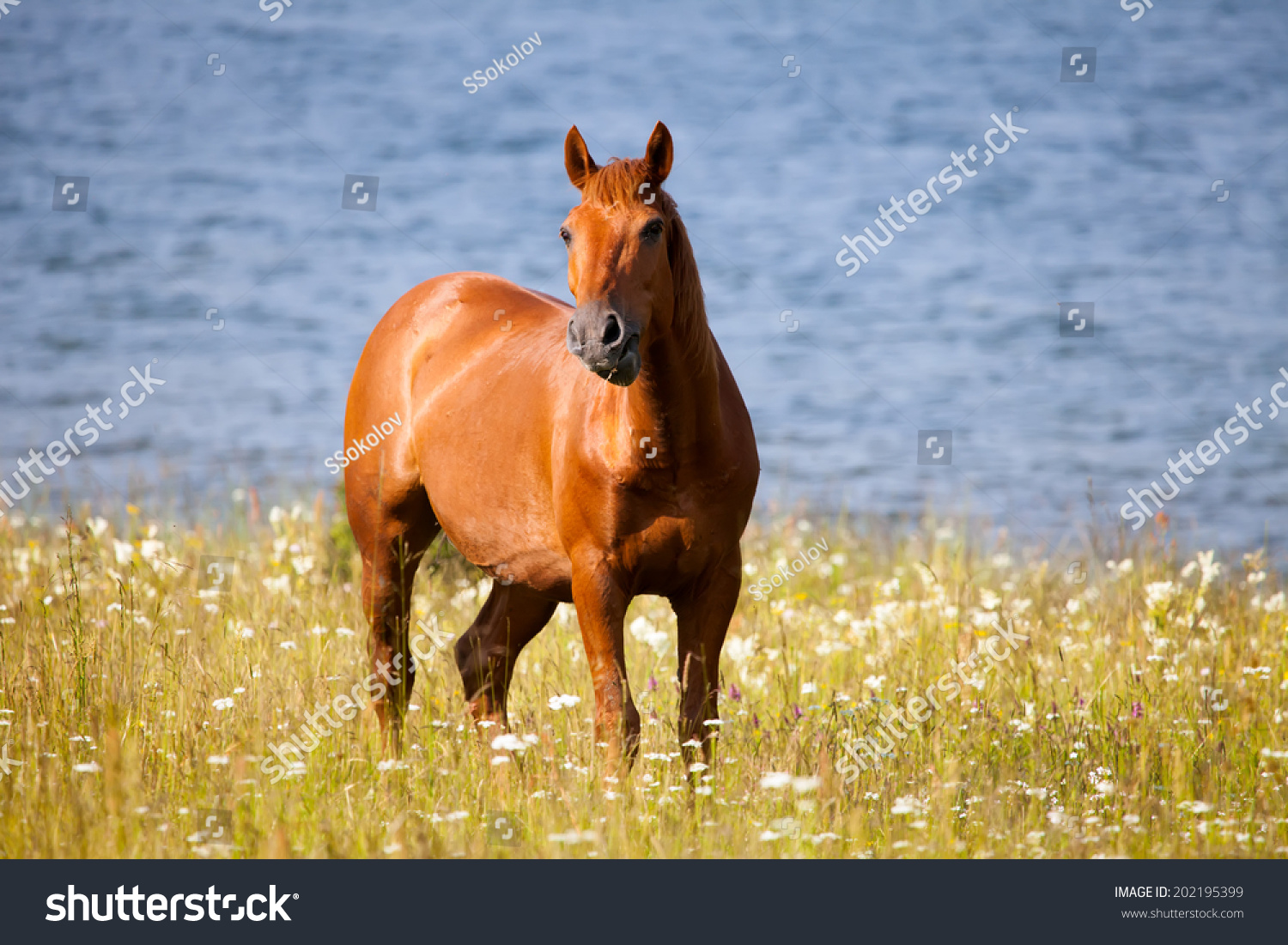 Wild Horse Sunny Golden Meadows Near Stock Photo Edit Now