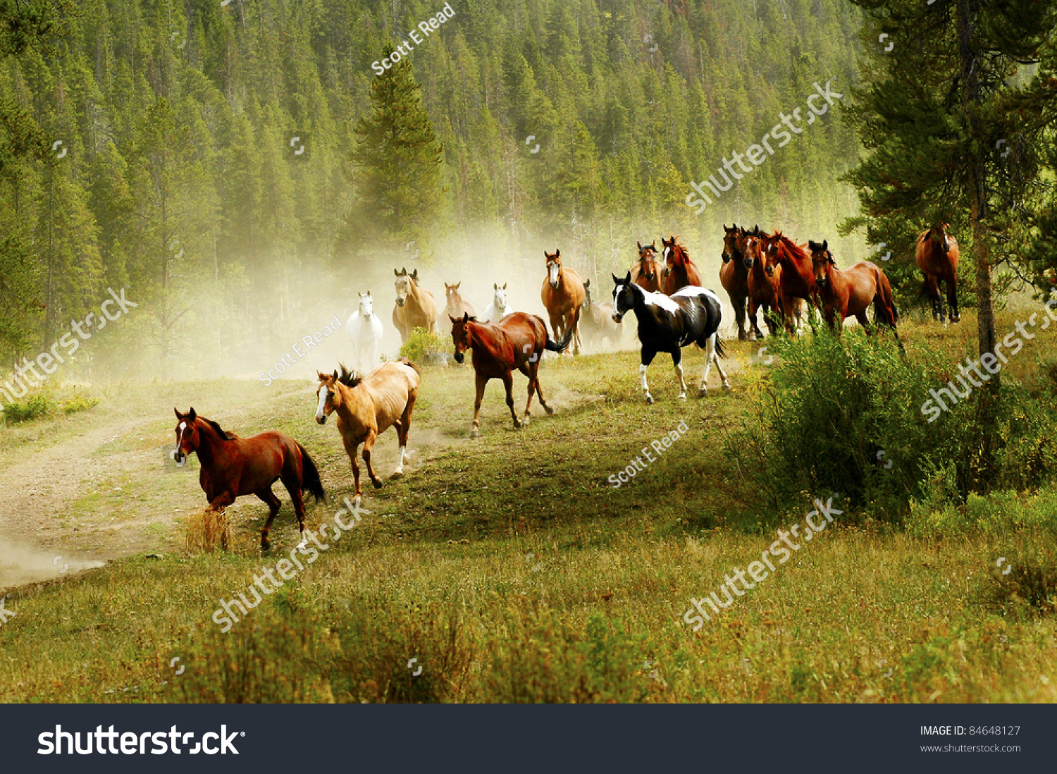 Wild Horses Stock Photo 84648127 : Shutterstock