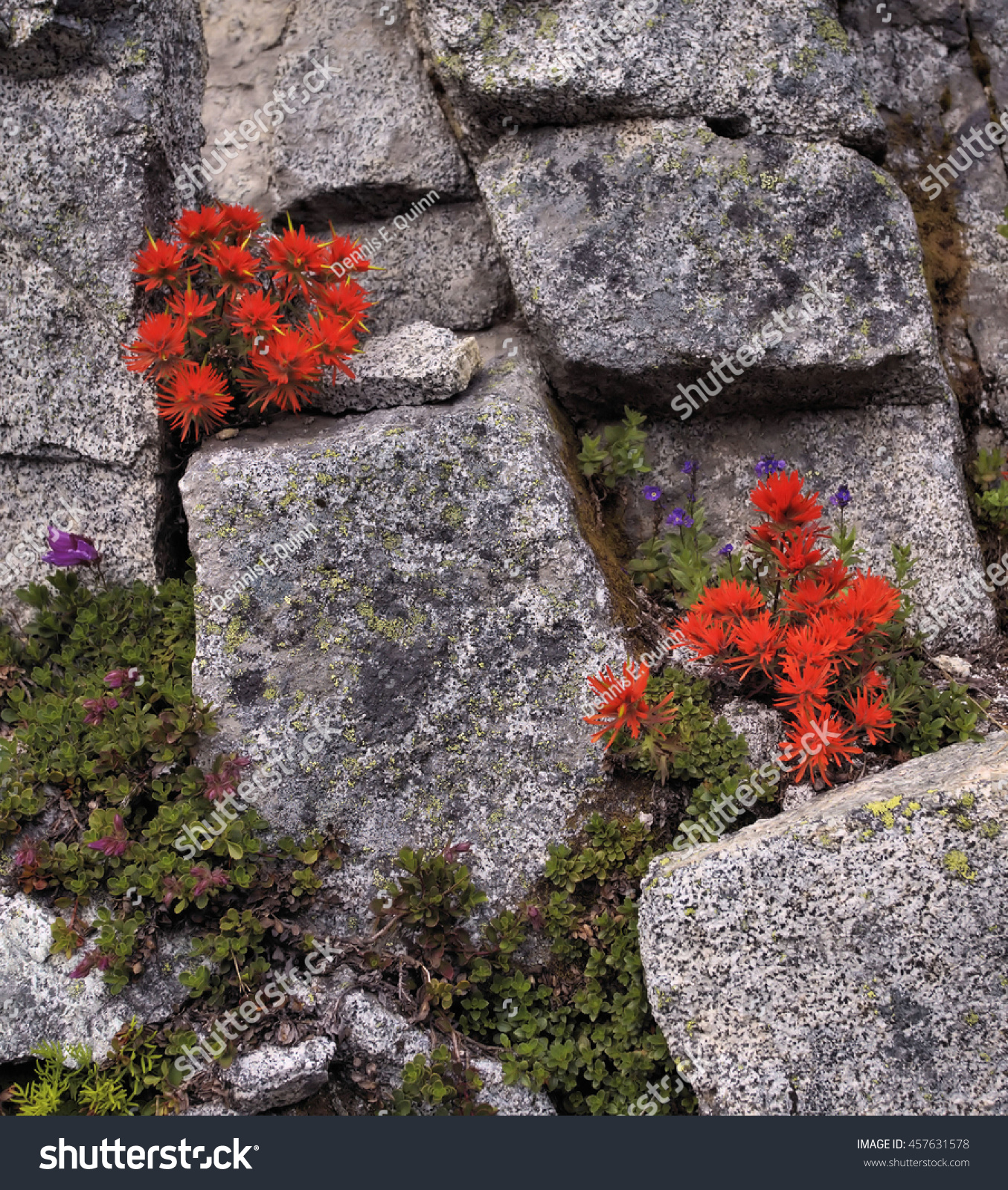 Wild Indian Paintbrush Stock Photo 457631578 - Shutterstock