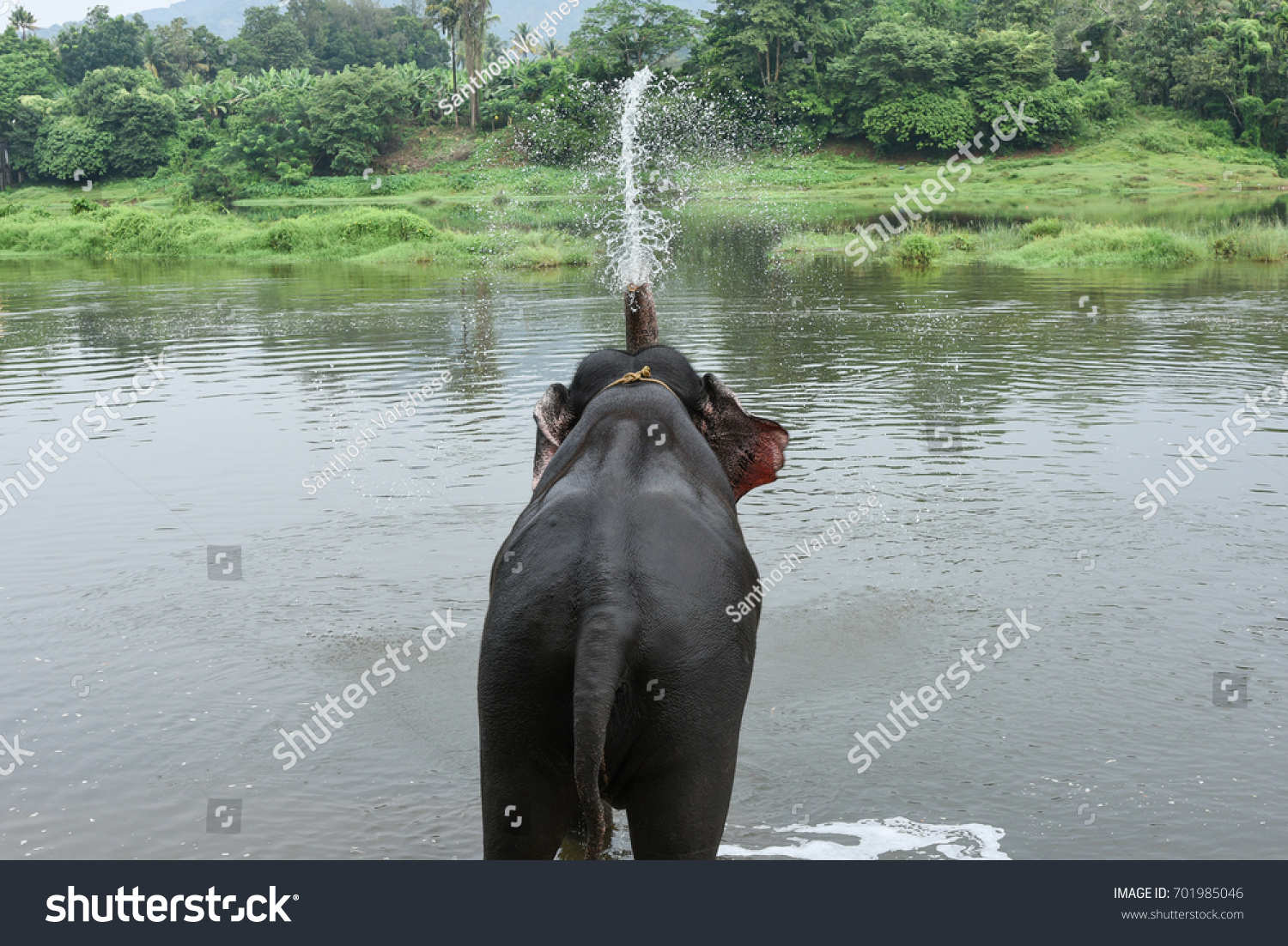 Wild Indian Tusker Asian Male Elephant Stock Photo (Edit Now) 701985046