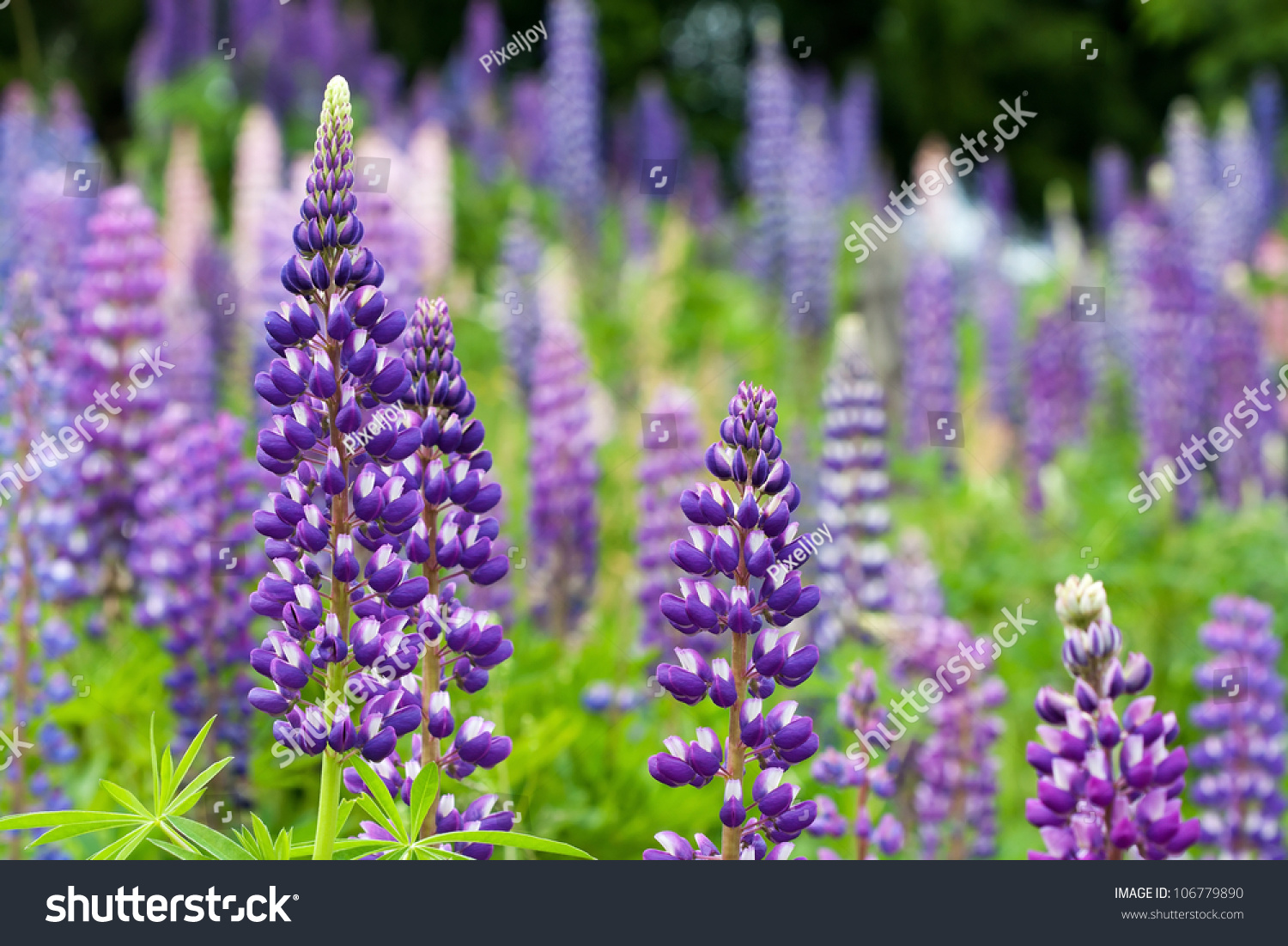 Wild Lupines Growing Black Forest Germany Stock Photo 106779890 ...