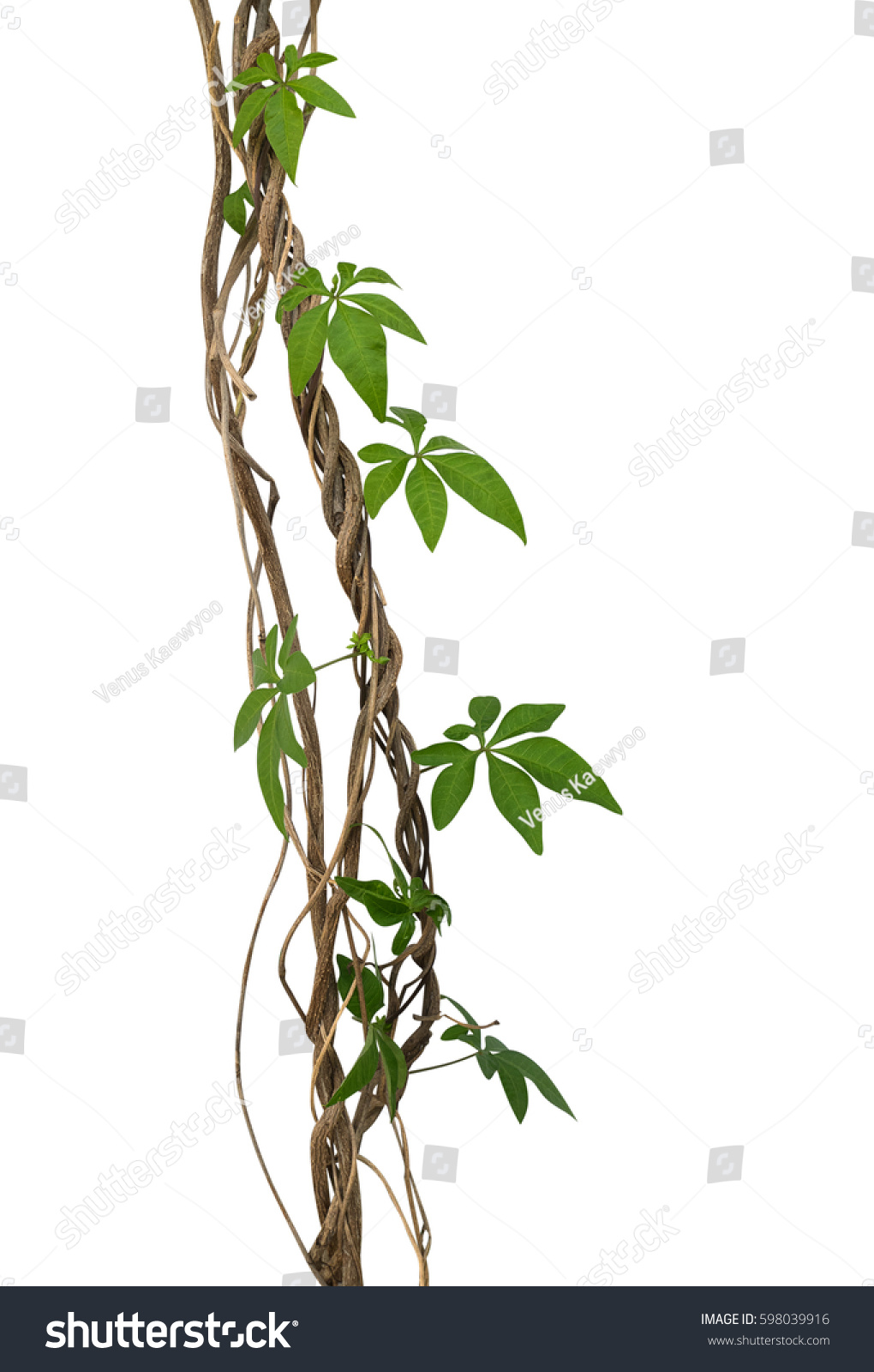 Wild Morning Glory Vine Leaves Climbing Stock Photo 598039916 ...