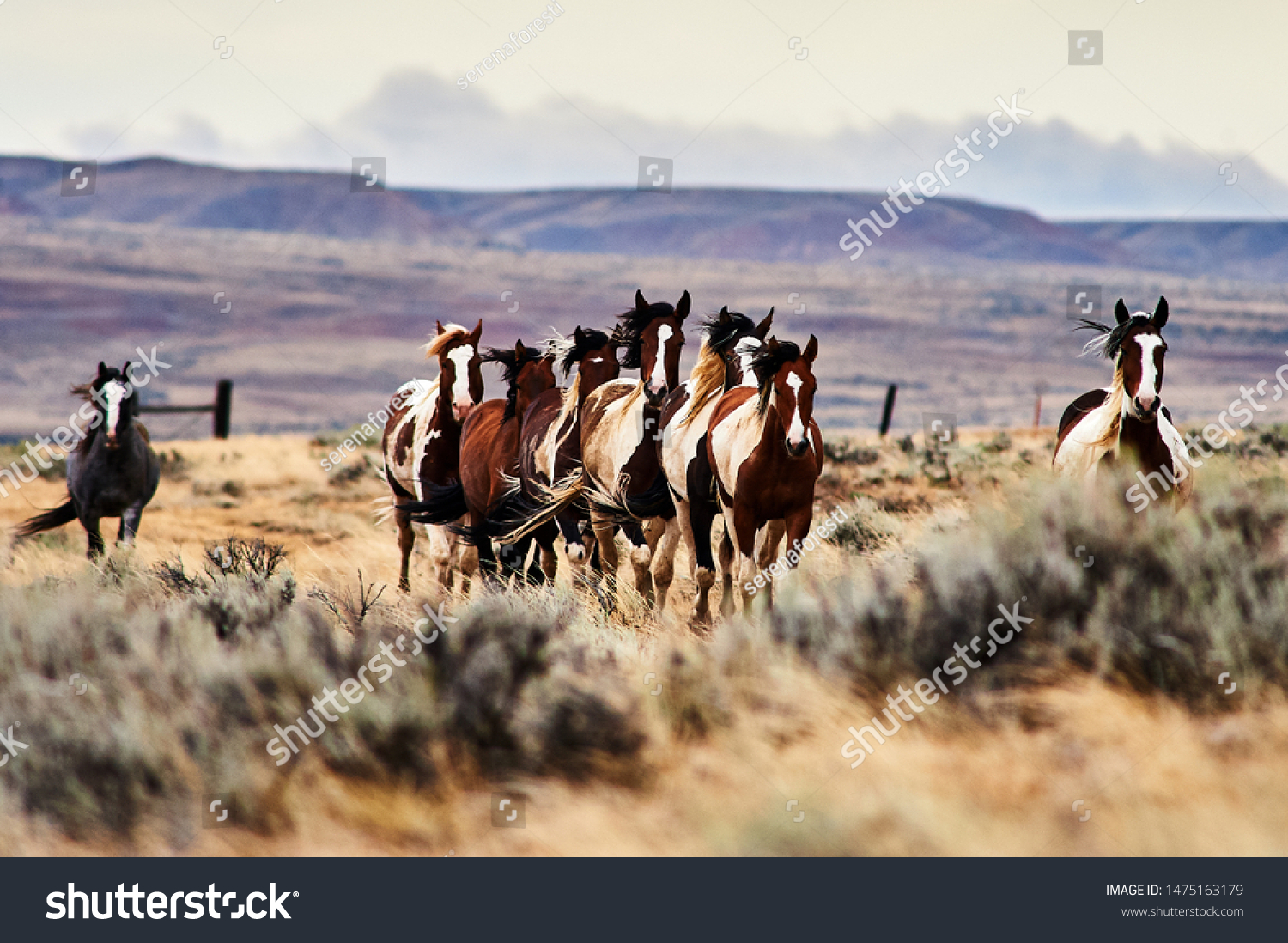 12,815 Wild mustangs running Images, Stock Photos & Vectors | Shutterstock