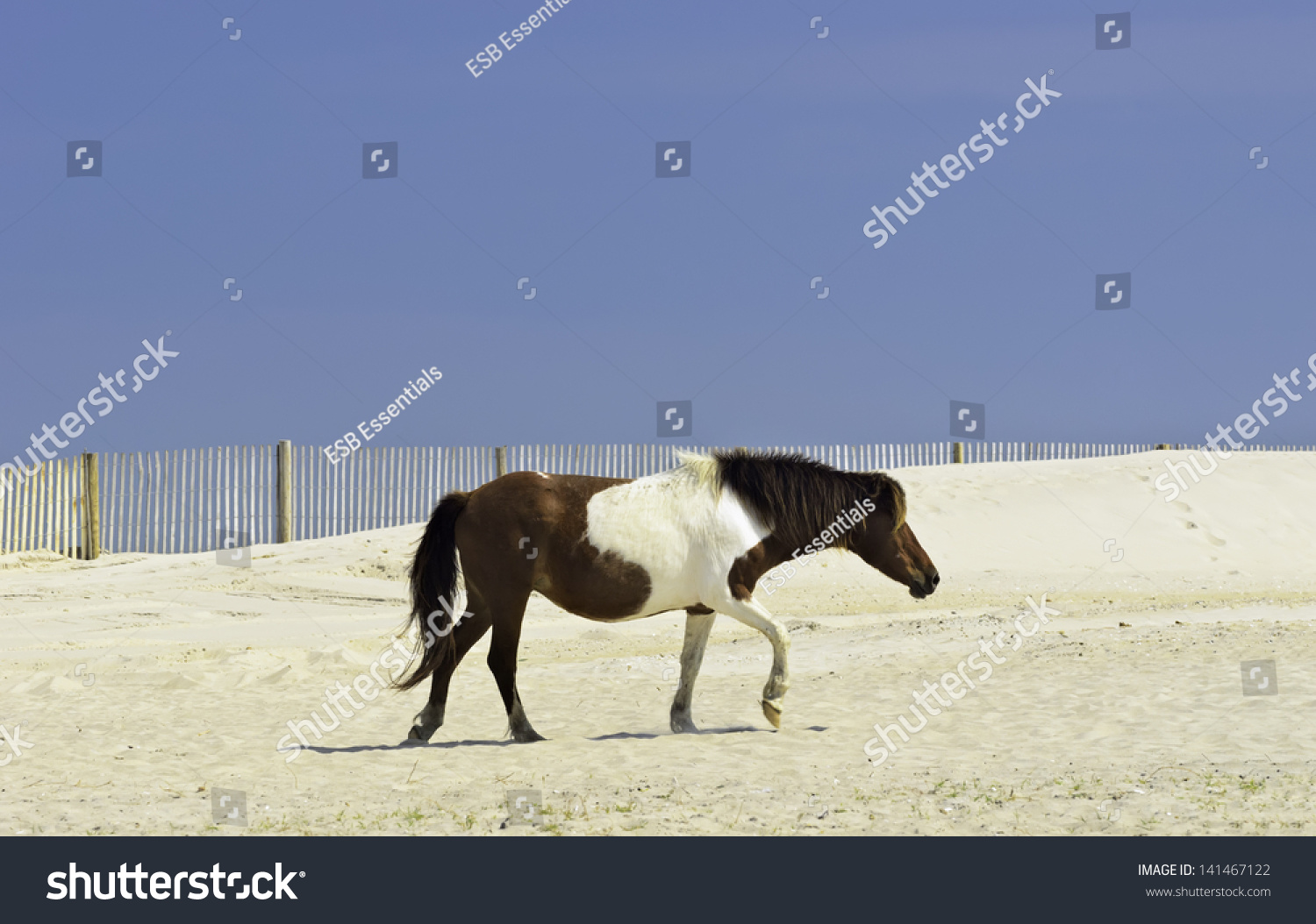 Wild Pinto Horse Crossing Dune On Assateague Island, Maryland Stock ...