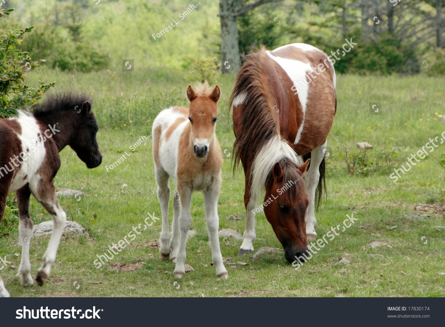 Wild Ponies At Grayson Highlands In Virginia Stock Photo 17830174 ...