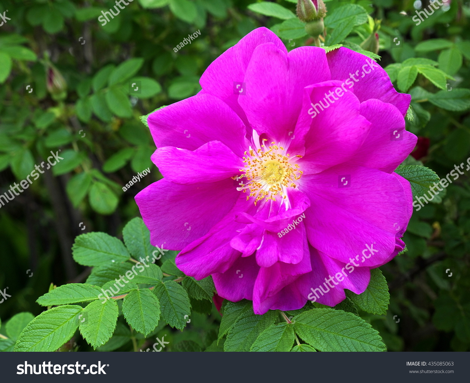Wild Rose Flower Stock Photo 435085063 : Shutterstock