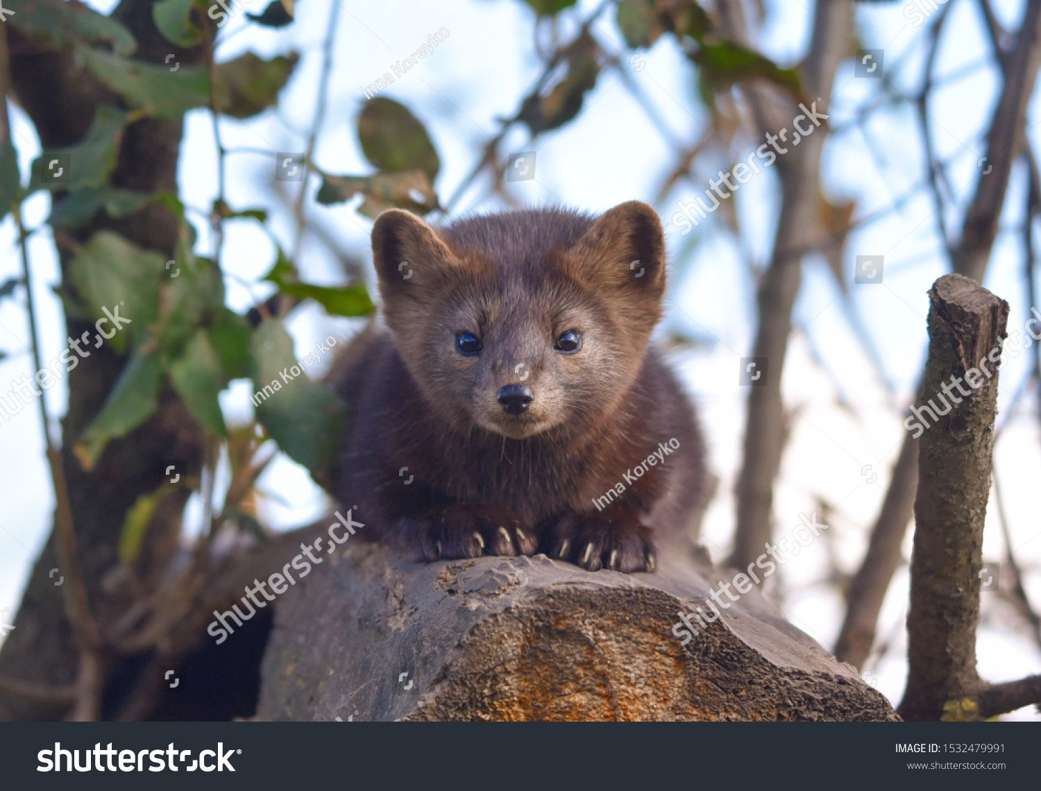 692 Russian sable Images, Stock Photos & Vectors | Shutterstock