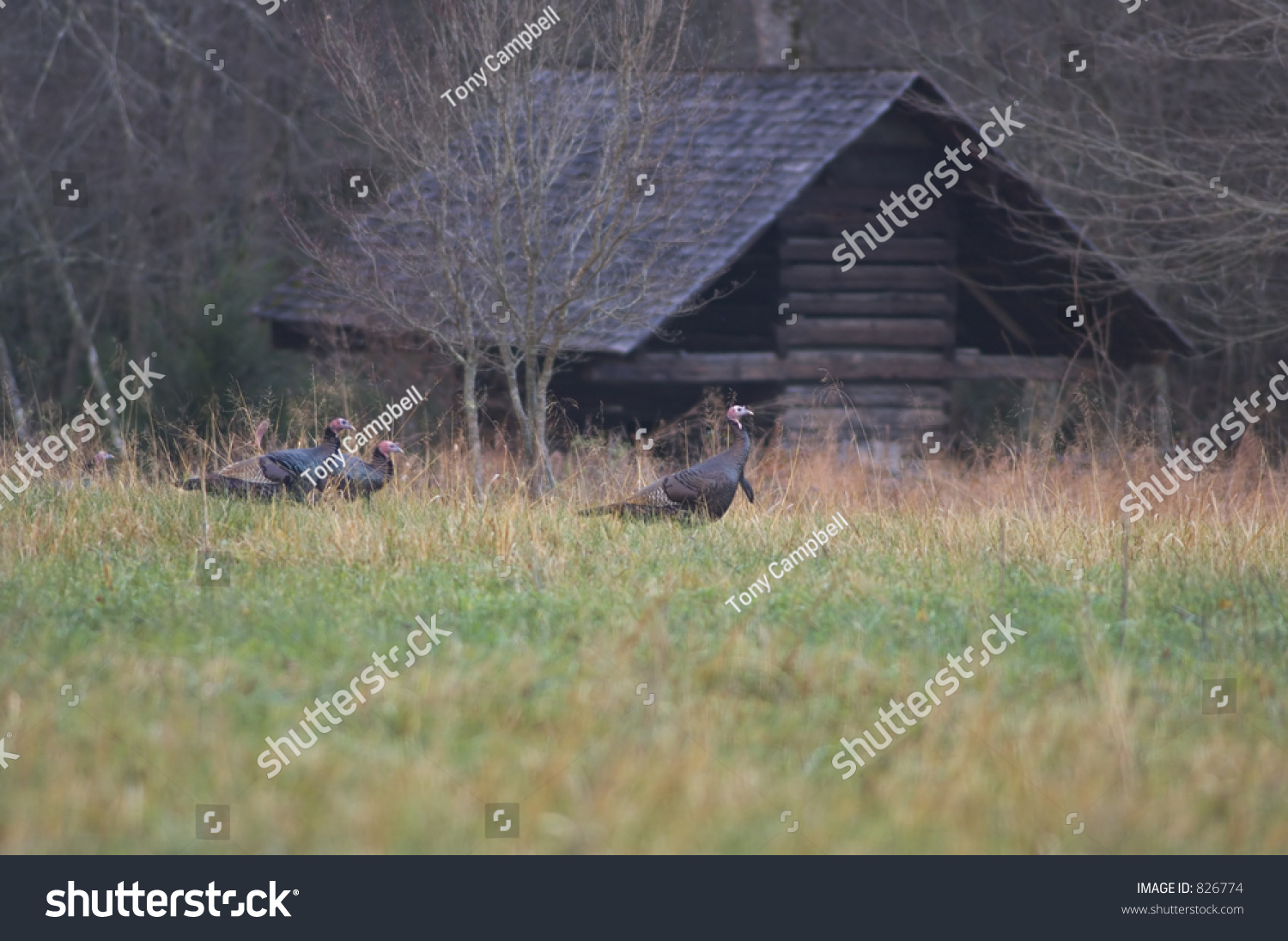 Wild Turkeys Walking Through Open Rustic Stock Photo Edit Now 826774