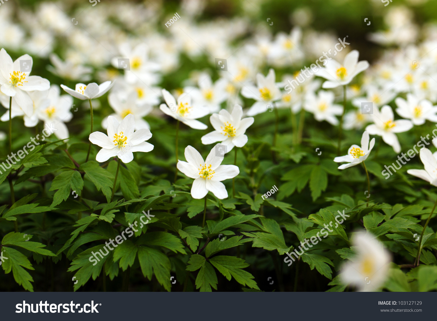 Wild White Flowers Growing In The Wood. Spring Season Stock Photo ...