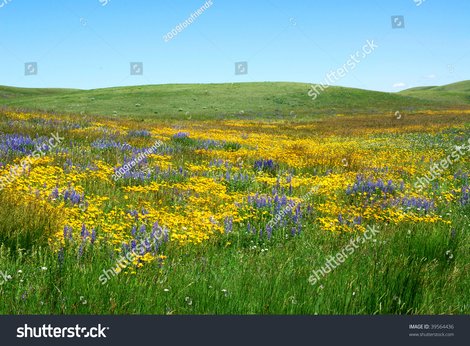 Wilde Flowers On Prairie In The Waterton Lakes National Park, Alberta ...