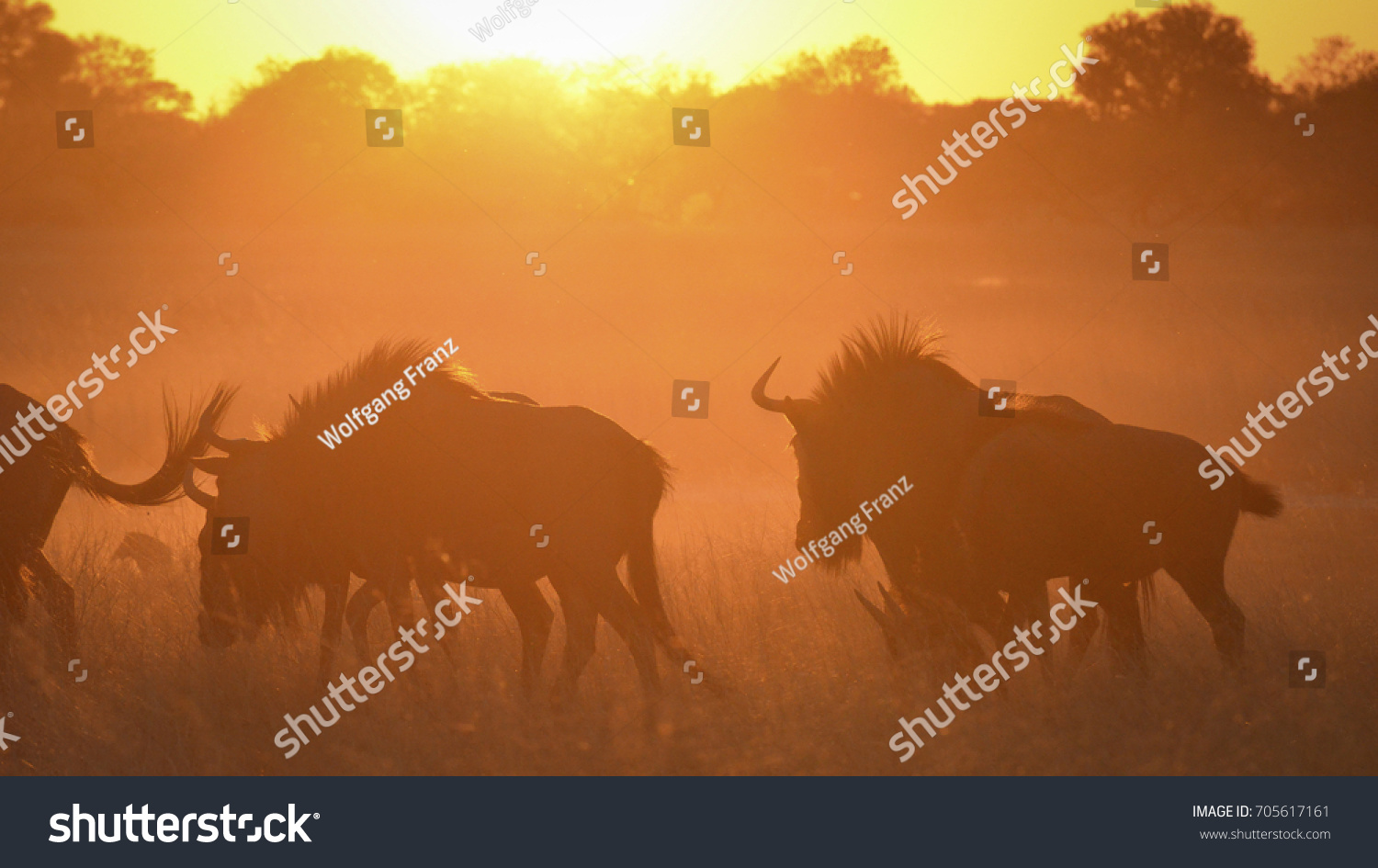 wildebeest-stock-photo-705617161-shutterstock