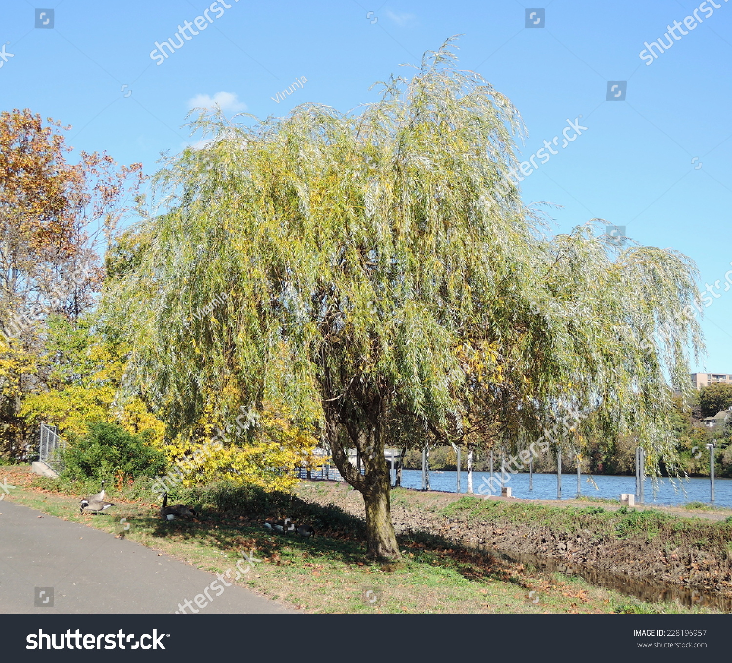 Willow Tree Stock Photo (Edit Now) 228196957 - Shutterstock