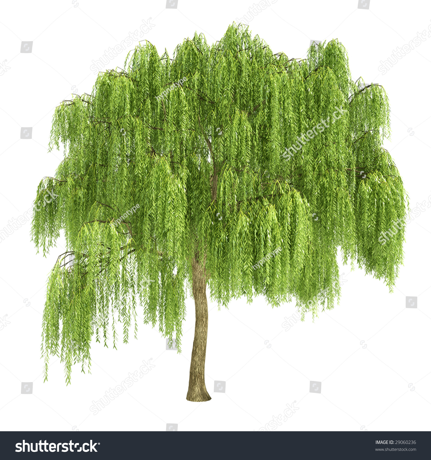 Willow Tree Isolated Stock Illustration 29060236 - Shutterstock