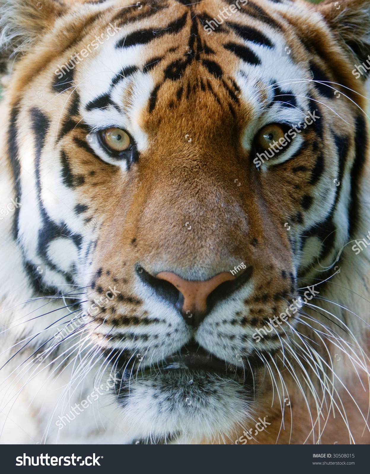 Wilt Tiger With Yellow And Black Stripes Staring With Penetrating Eyes ...