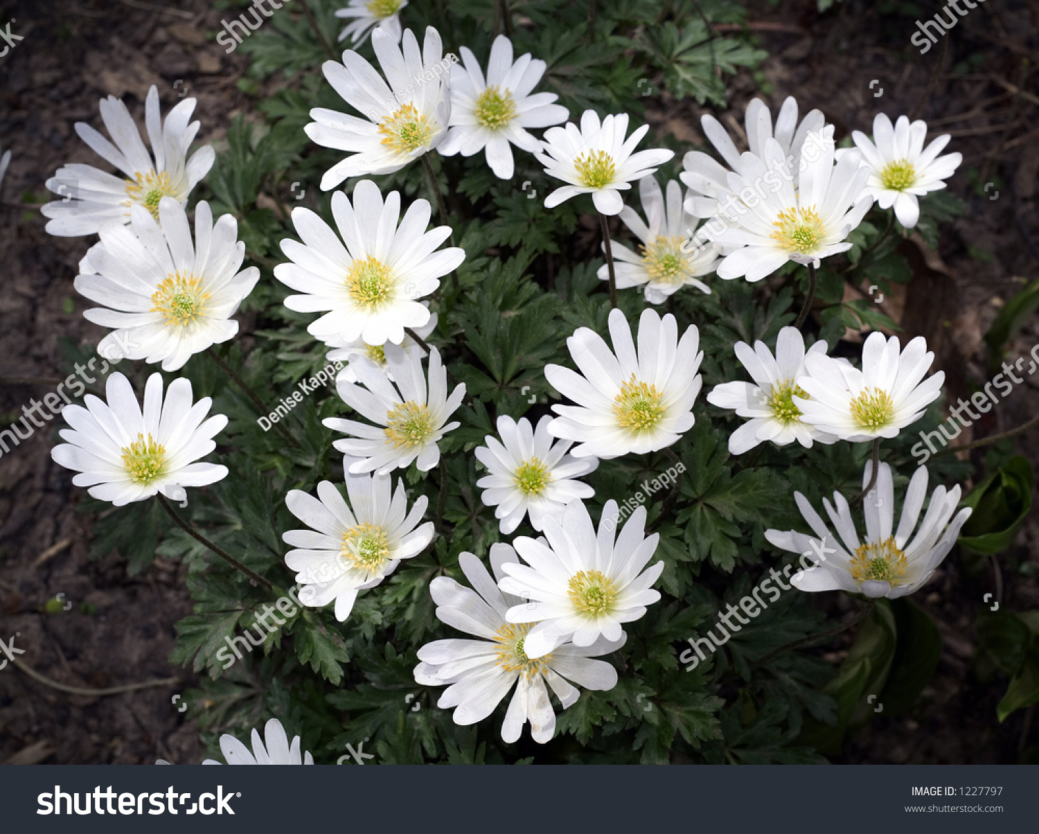 Wind Flowers - Macro Of An Early Perennial Flower. Stock Photo 1227797 ...