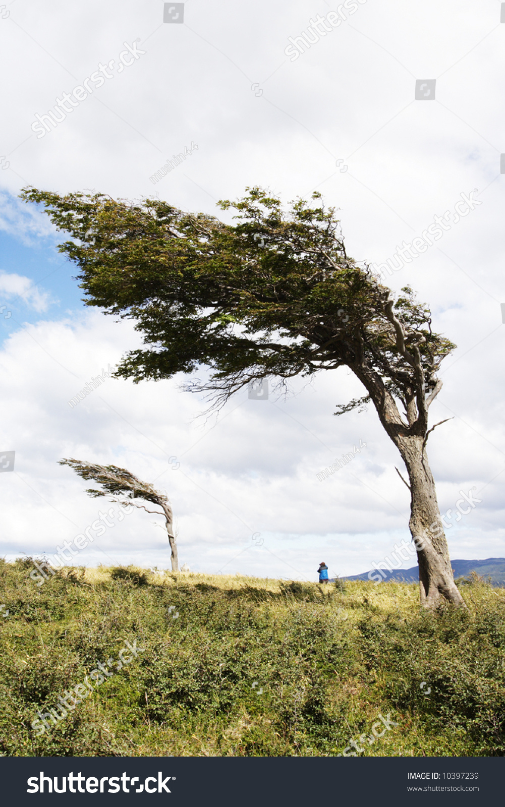 Winded Tree By Strong Air Patagonia Stock Photo (Edit Now) 10397239