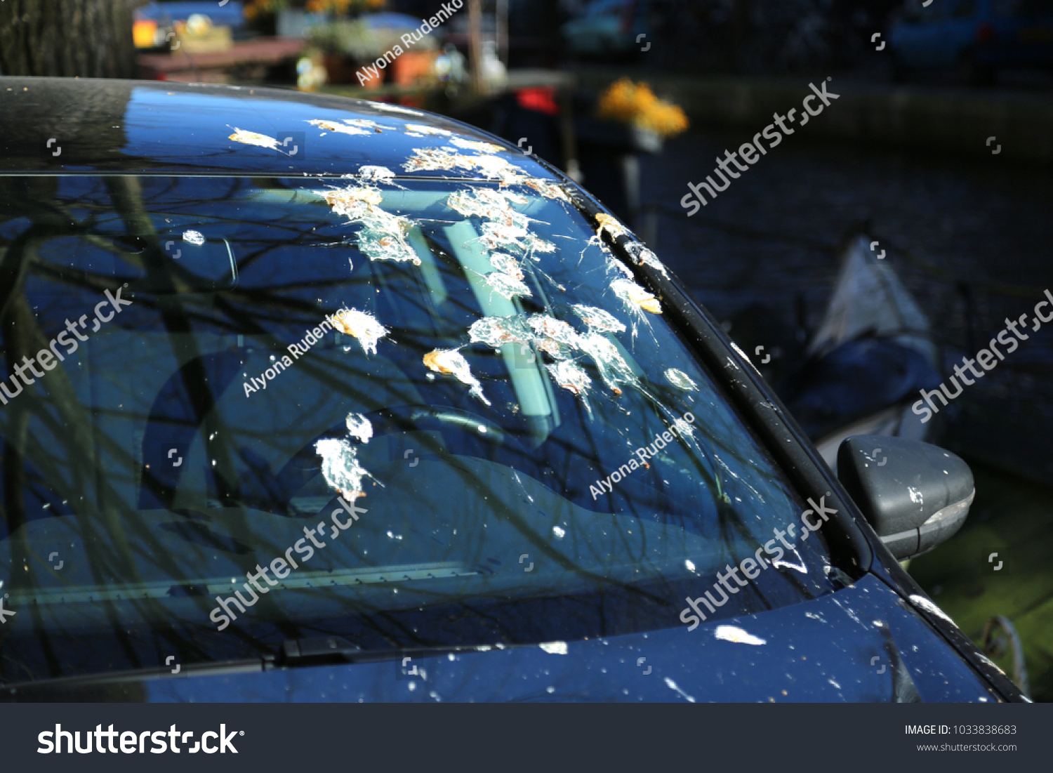 bird poop on the car