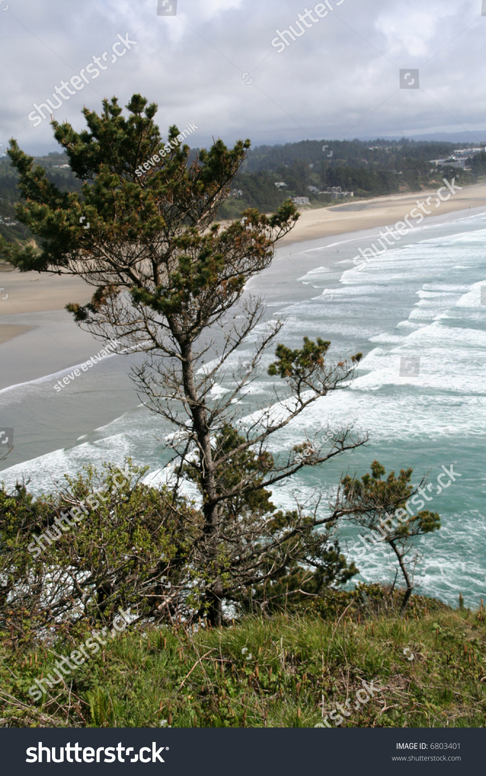 Windswept Trees And Surf Breaking On Long Beach Below Yaquina Head ...