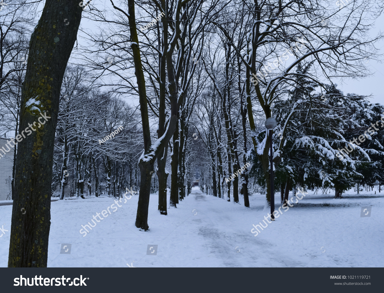 Winter Arrived Snowing Snowfall Forest Garden Stock Photo Edit