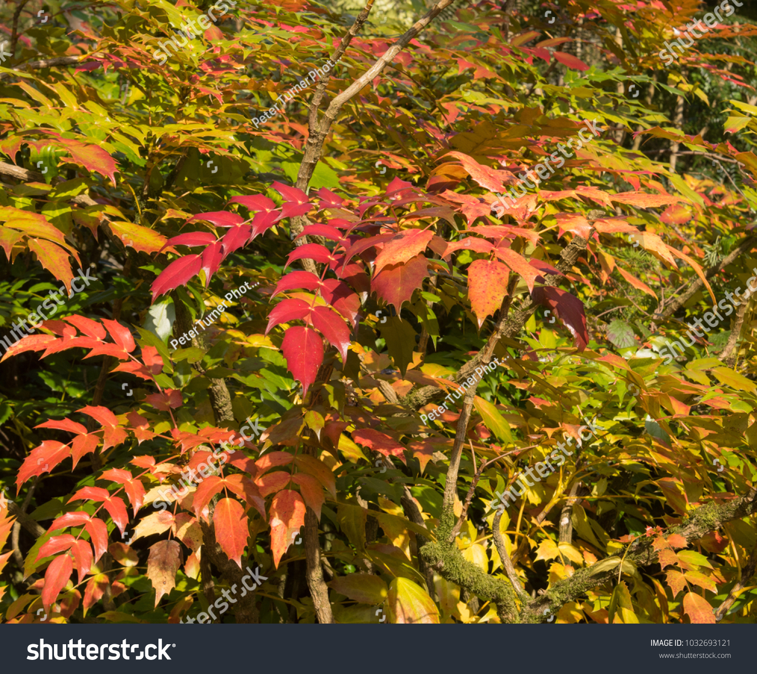 Winter Colours Of Mahonia Japonica (Japanese Mahonia) In A Woodland Winter Colours Of Mahonia Japonica (Japanese Mahonia) In A Woodland