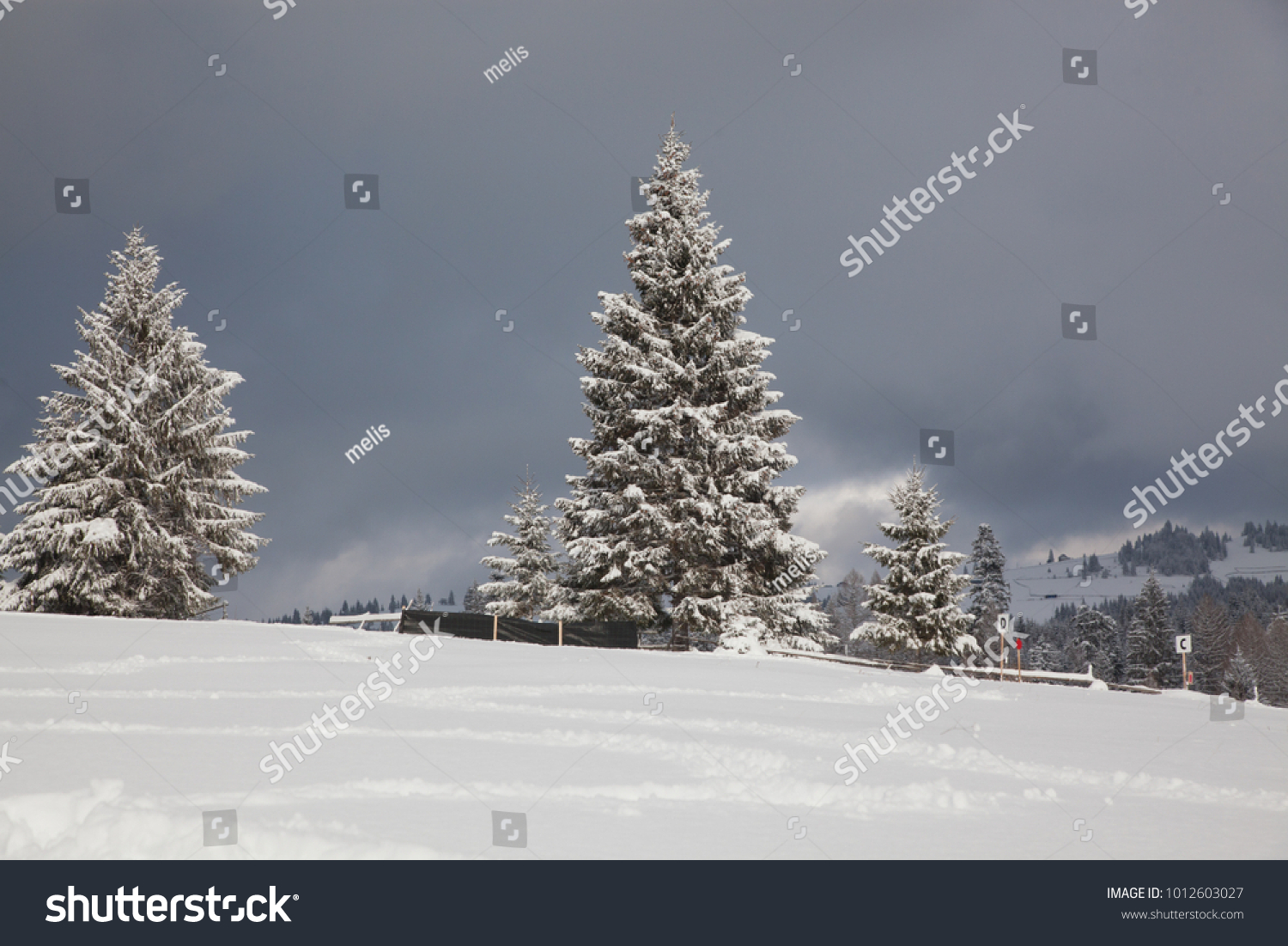 Mist covers the huge fir trees the beginning of a snow storm in the mountains Toned image