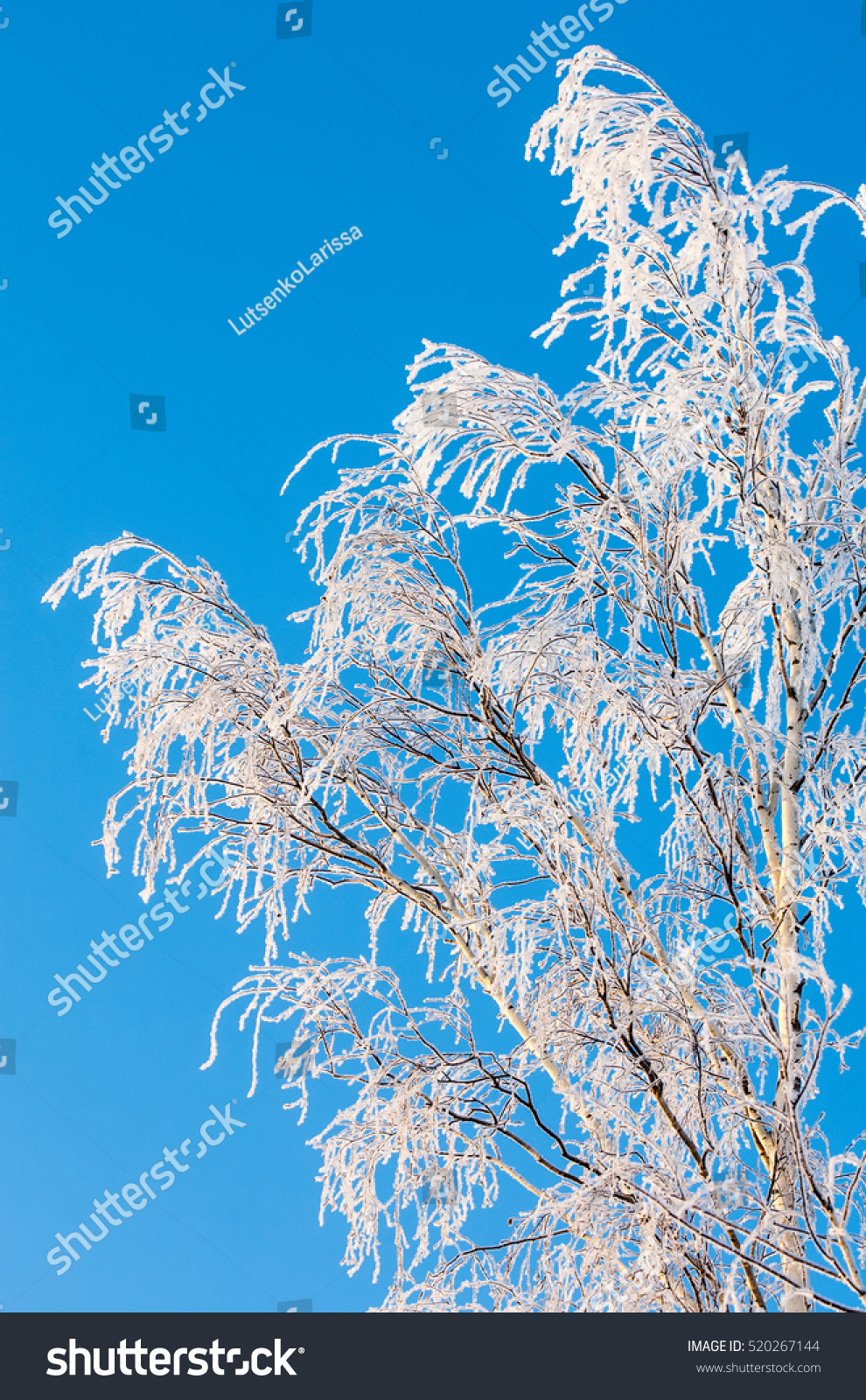 Winter Landscape Frost Frost On Trees Stock Photo 520267144 - Shutterstock