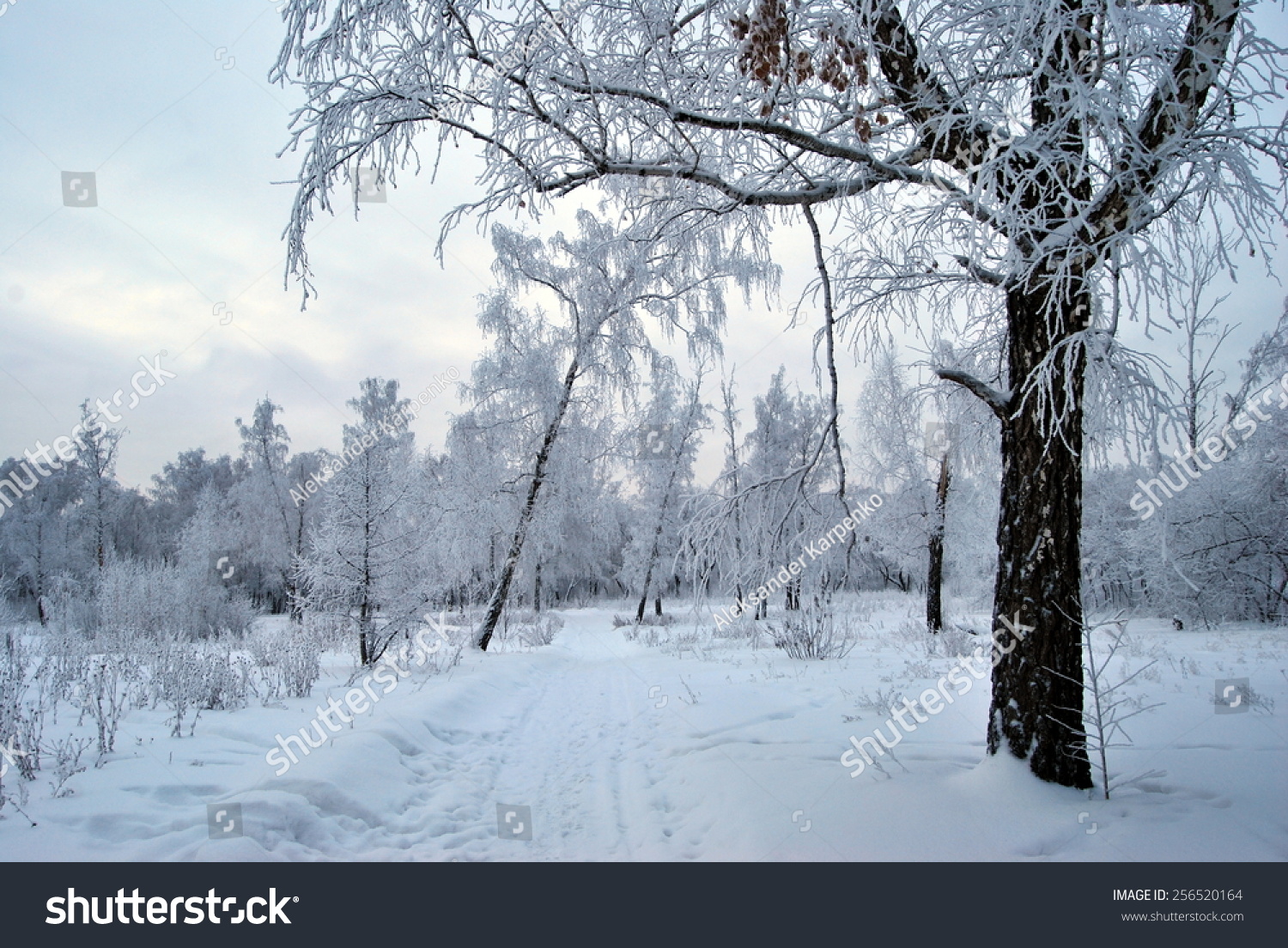 Winter Siberian City Park Omsk Region Stock Photo (Edit Now) 256520164