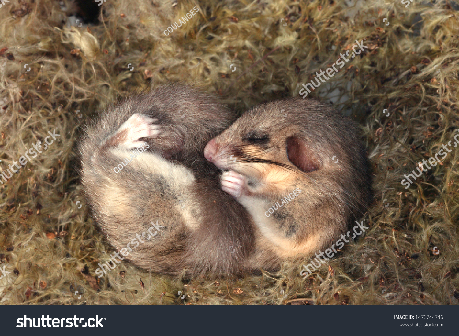 ヤマネの冬眠 の写真素材 今すぐ編集