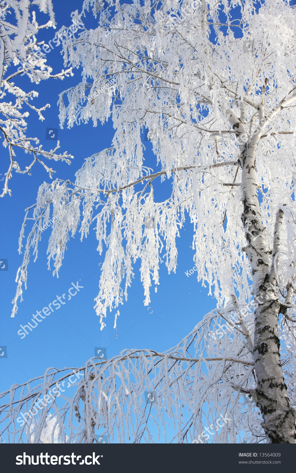 Winter Snow Branch Blue Clear Sky Stock Photo 13564009 : Shutterstock