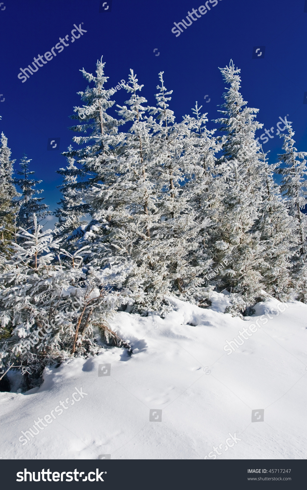 Winter Trees Covered Fresh Snow Stock Photo 45717247 | Shutterstock