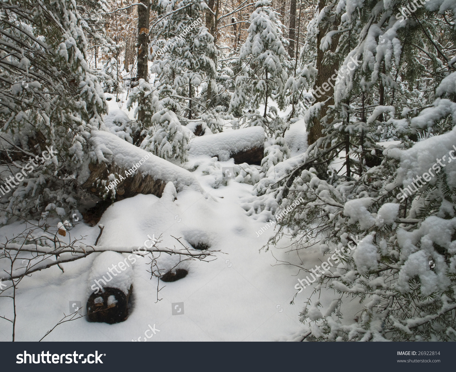 Winter View Into The Forest Of Vermont Stock Photo 26922814 : Shutterstock