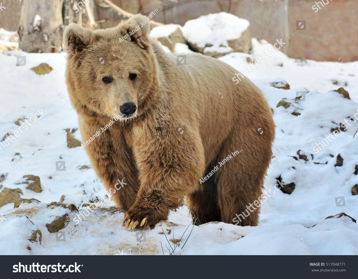 Winter Walk Himalayan Brown Bear Ursus Stock Photo Edit Now 517048771