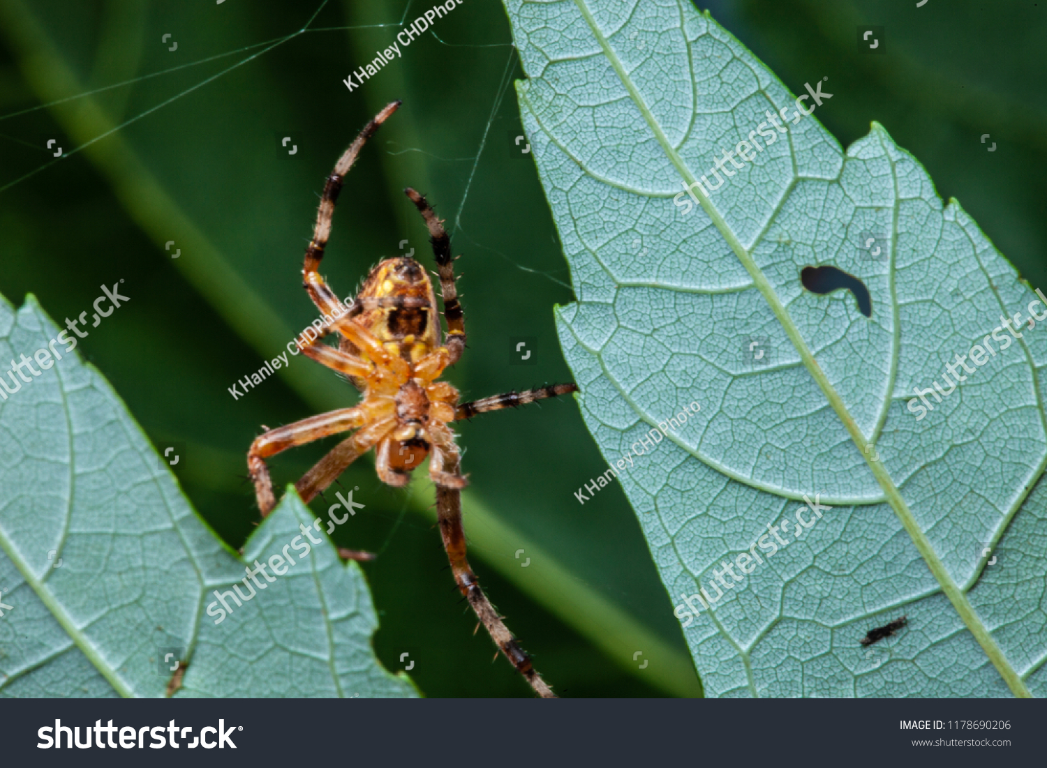 Wisconsin Spider Identification Chart