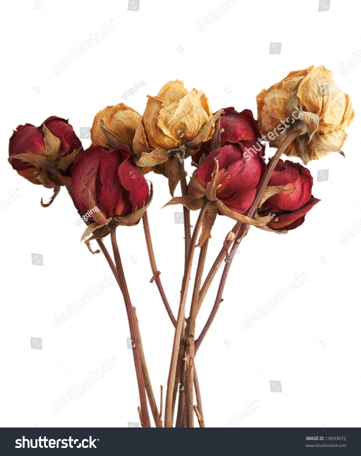 Withered Rose Bouquet Stock Photo 19693672 : Shutterstock