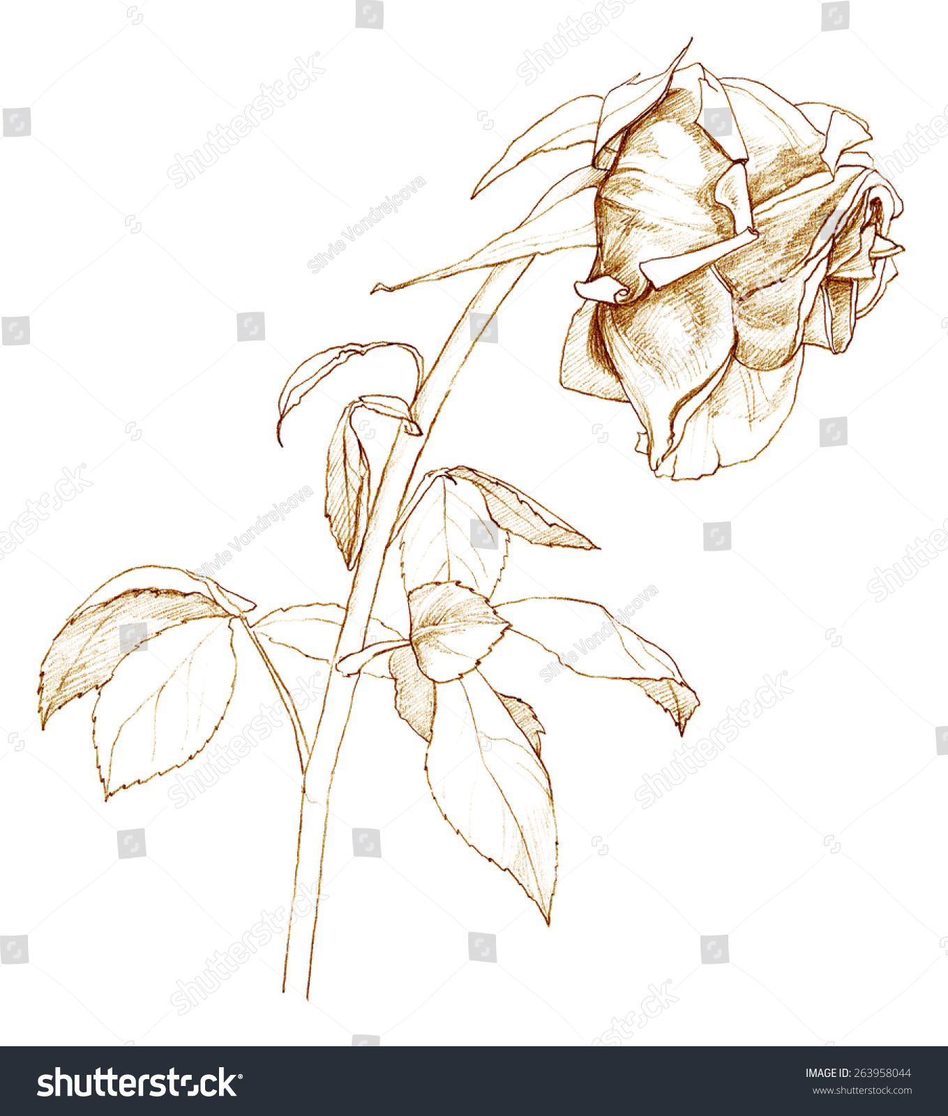 Withered Rose Pencil Drawing Stock Illustration 263958044 Shutterstock