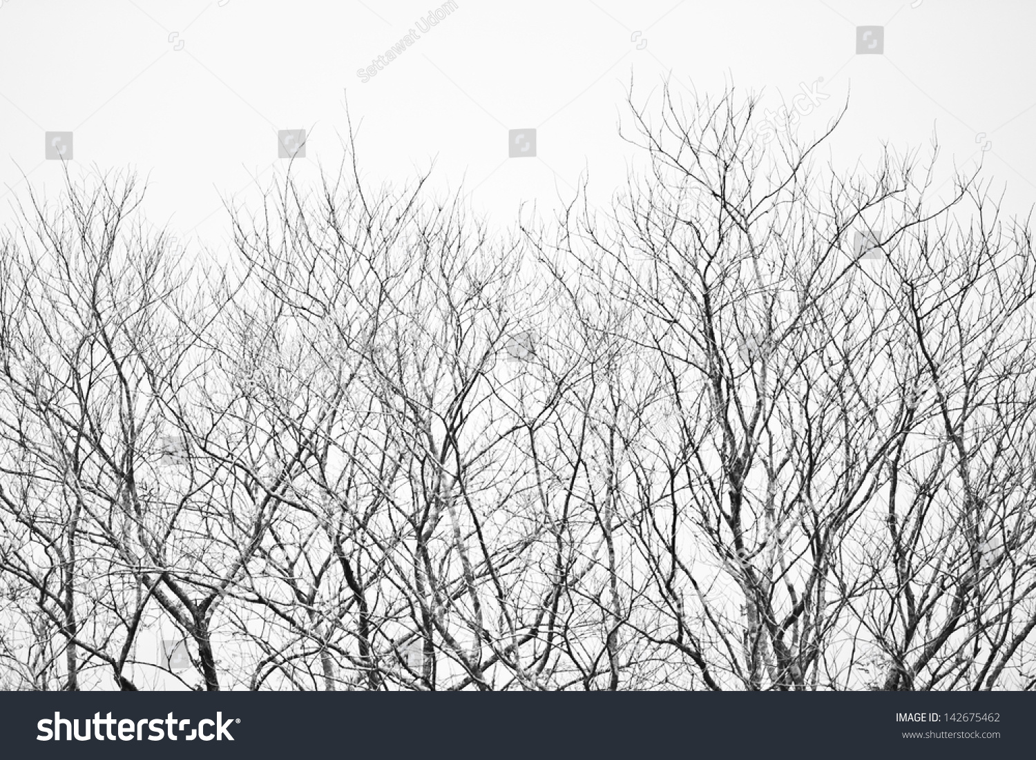 Withered Tree Stock Photo 142675462 | Shutterstock