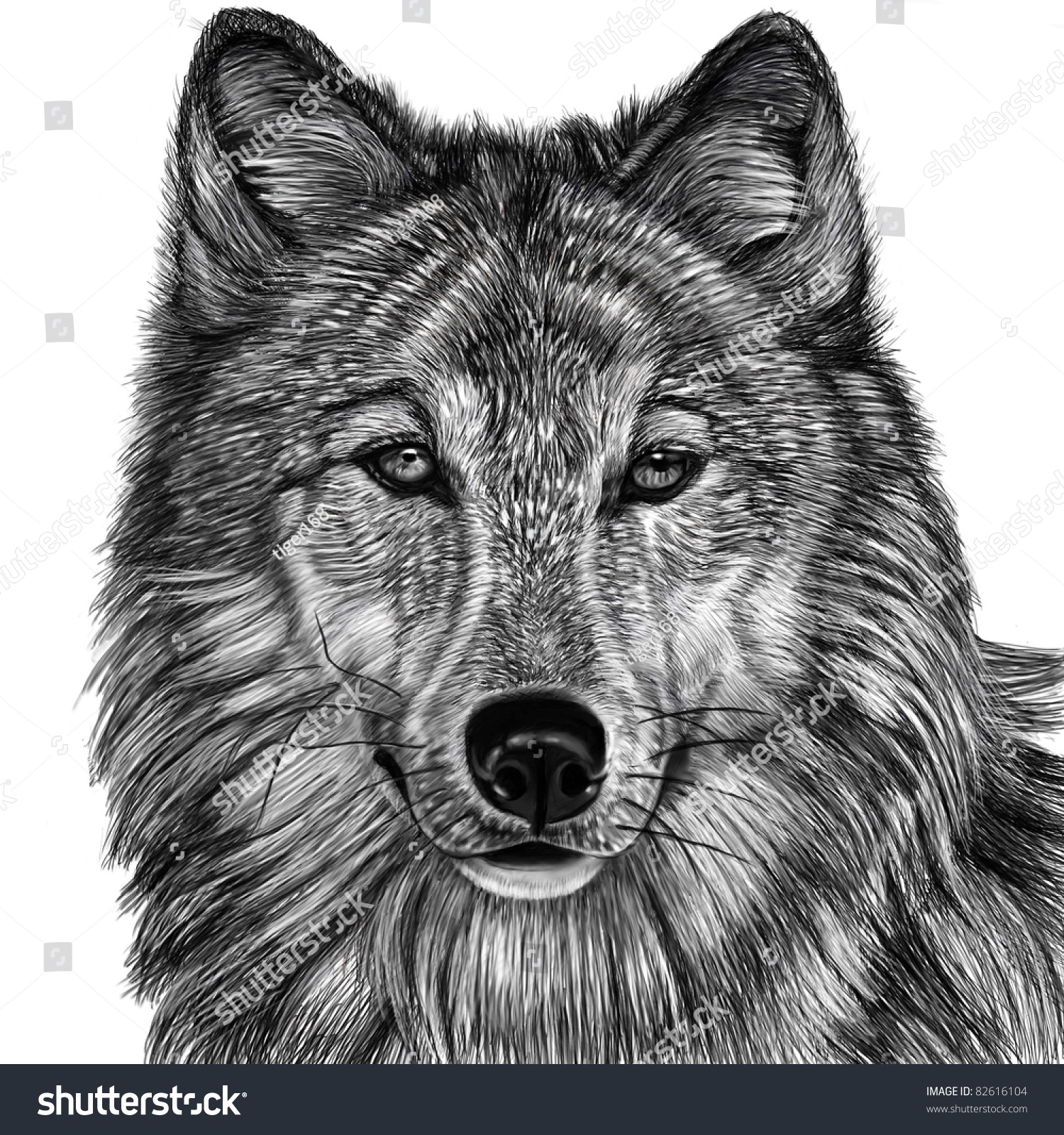 Wolf Stock Photo 82616104 : Shutterstock