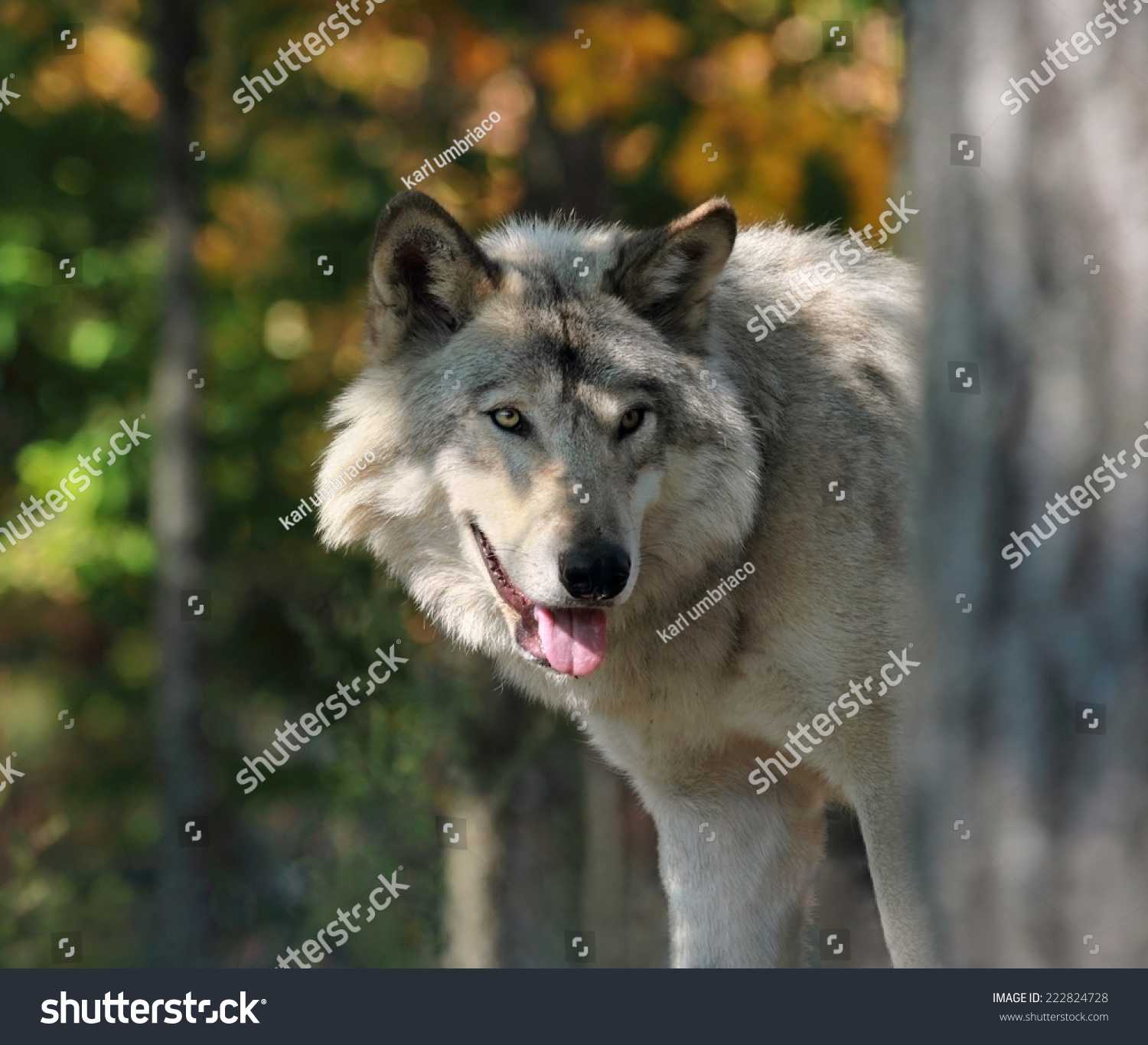 Wolf Behind Tree Stock Photo 222824728 - Shutterstock