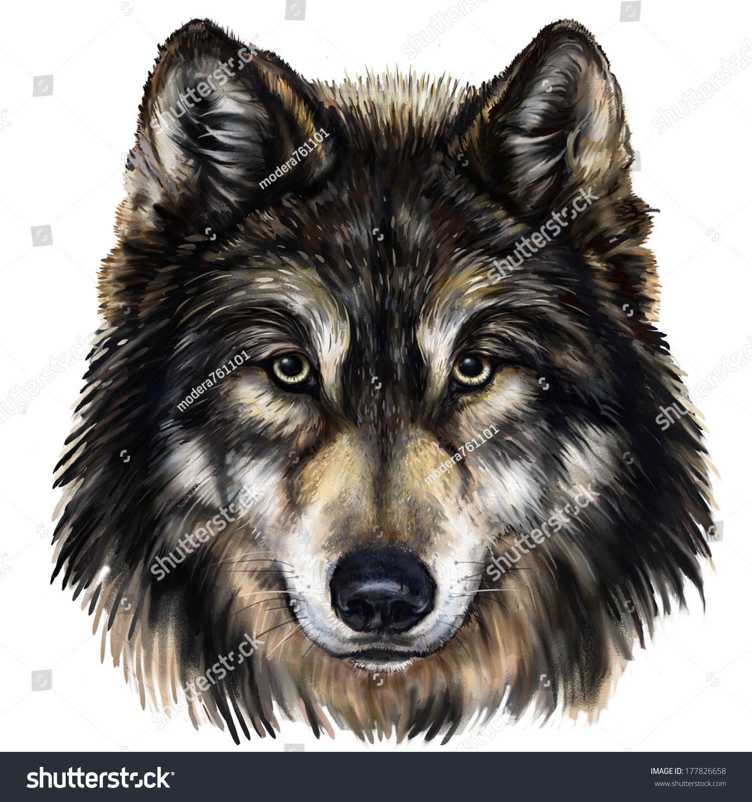 Wolf Head Digital Painting Wolf Head Stock Illustration 177826658 ...