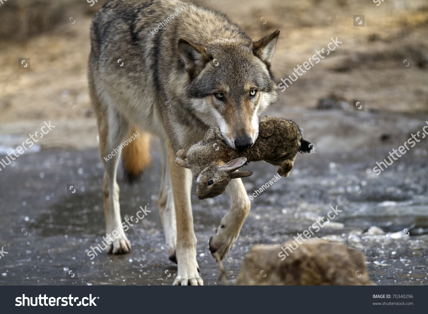 Wolf Hunting Stock Photo 70340296 - Shutterstock