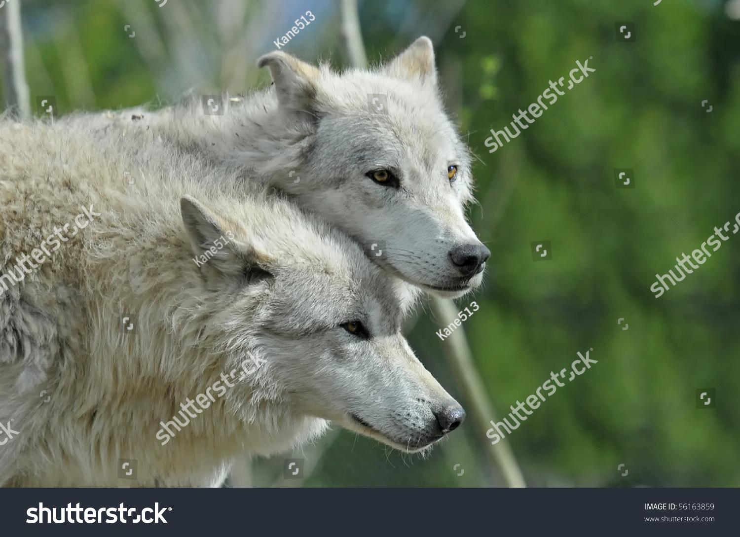 Wolf Litter Mates Stock Photo 56163859 : Shutterstock
