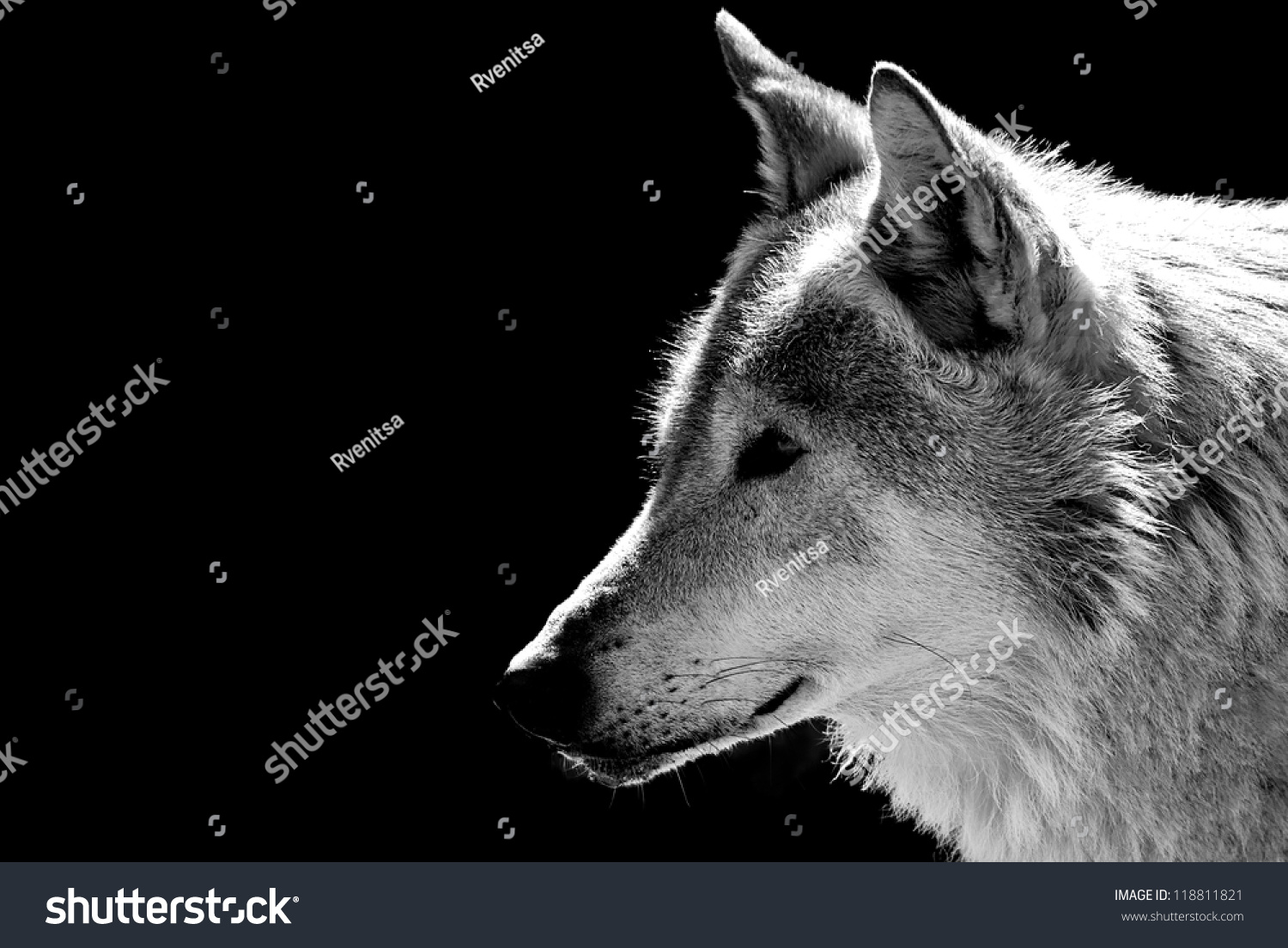 Wolf'S Head Close-Up Stock Photo 118811821 : Shutterstock