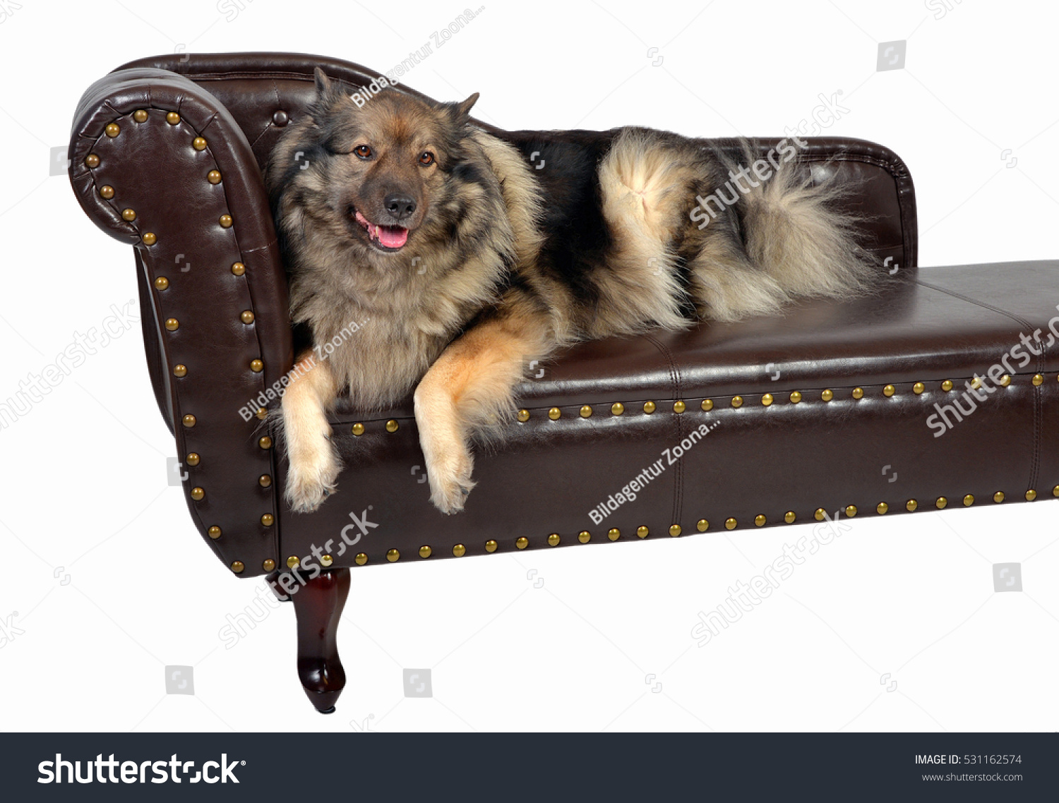 Wolfspitz Dog Keeshond On Brown Chippendale Stock Photo Edit Now 531162574