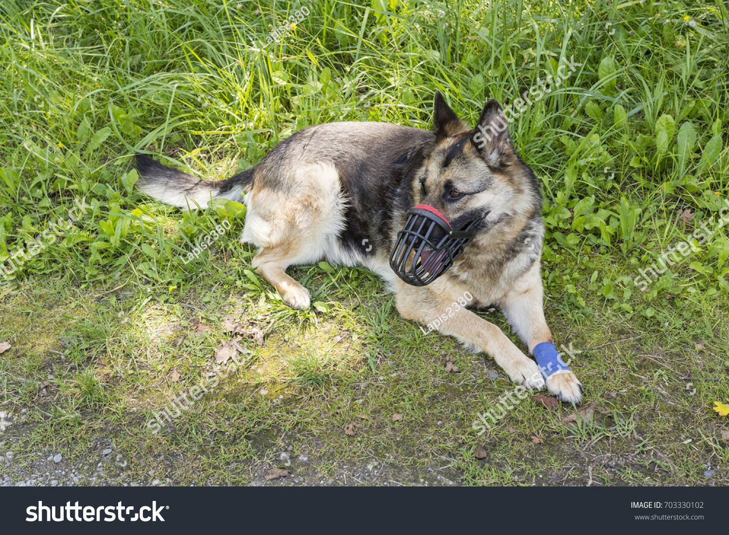 Wolverine Dog Lying Basket Tied Paw Stock Photo Edit Now