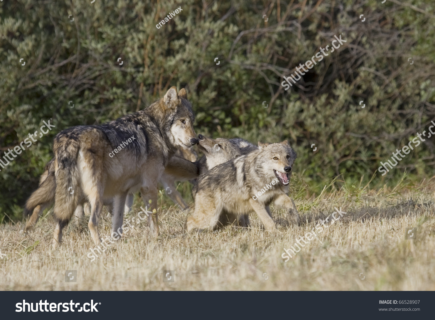 Wolves Display Bonding Rituals Stock Photo 66528907 | Shutterstock