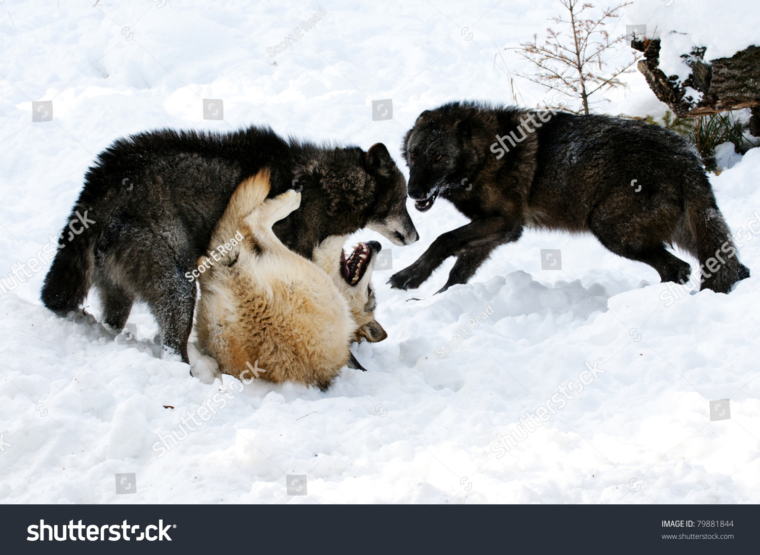 Wolves Fighting Snow Stock Photo 79881844 - Shutterstock