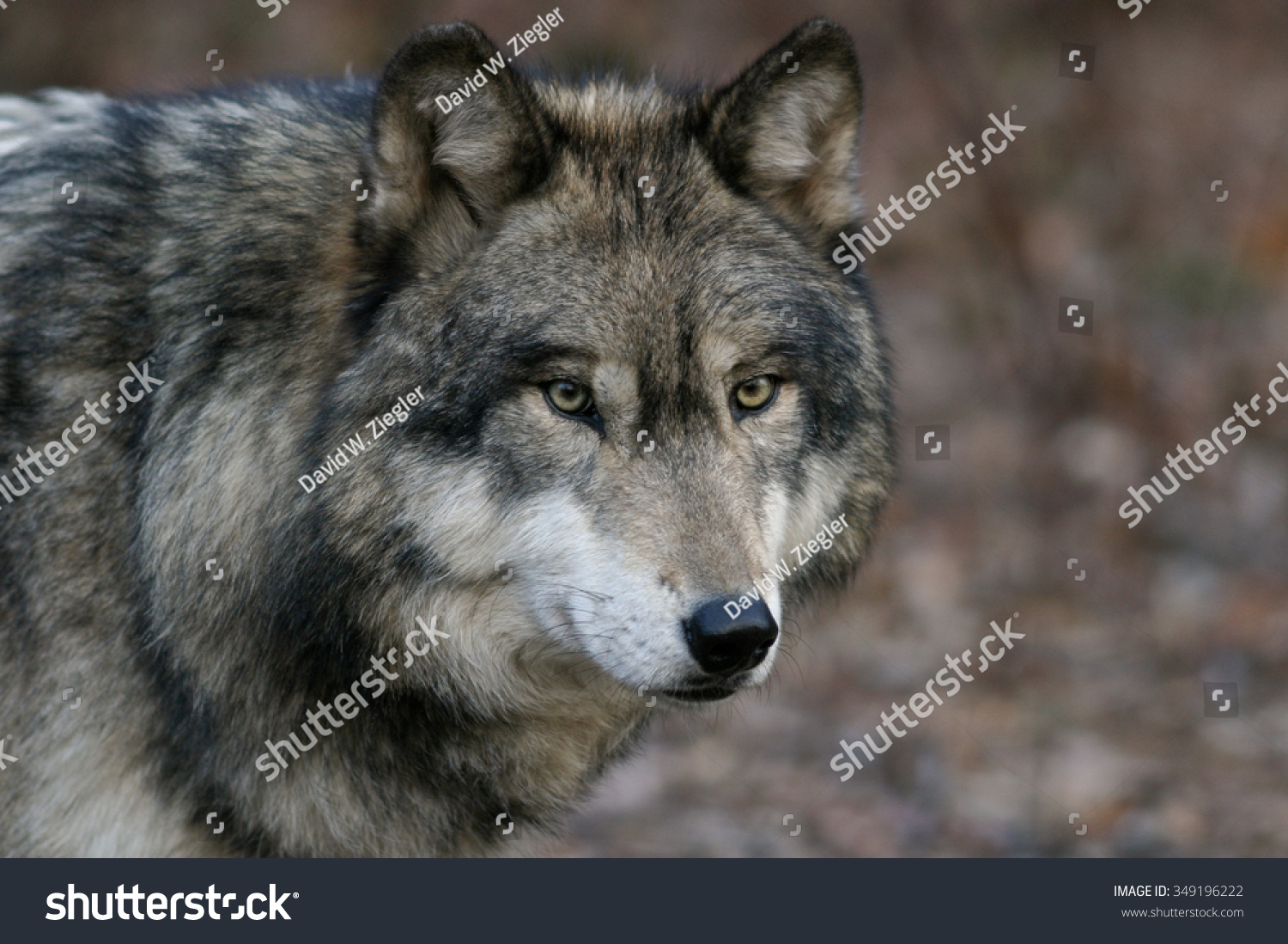 Wolf Serie Wolf Serie