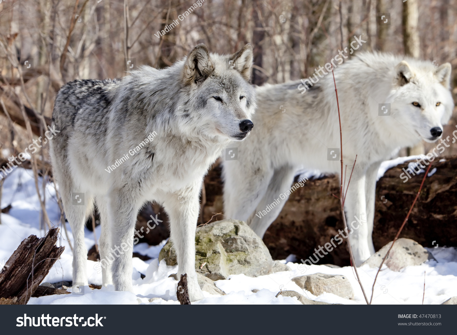 Wolves On Watch Stock Photo 47470813 : Shutterstock