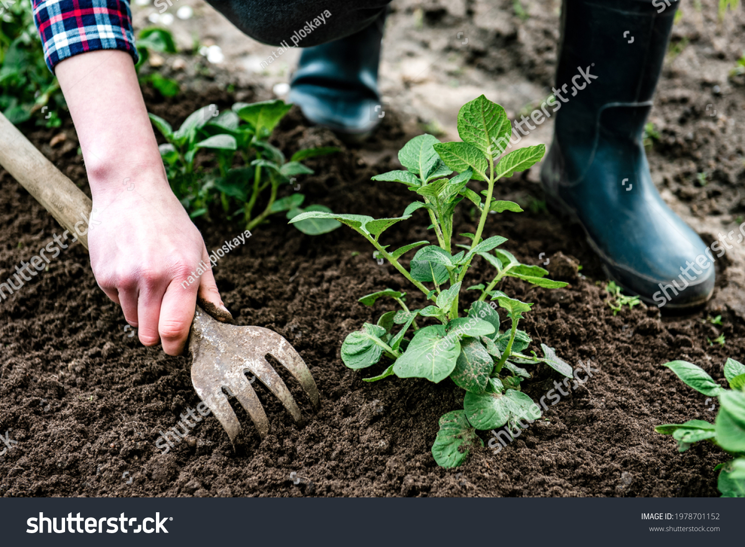 Woman Removing Weeds Loosening Soil Around Stock Photo 1978701152 ...