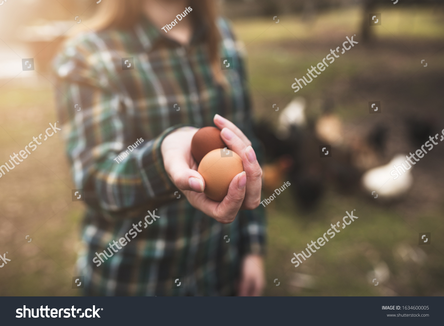 Womans Hands Holding Chicken Eggs Against Stock Photo Edit Now 1634600005